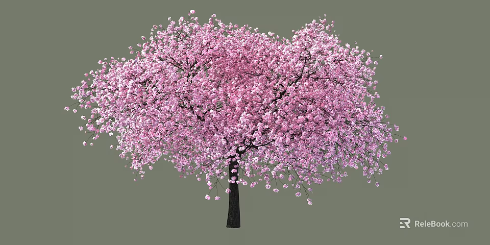 Full Bloomed Cherry Blossom Tree With Pink Flowers And Dark Trunk 3d model 