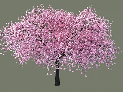 Full Bloomed Cherry Blossom Tree With Pink Flowers And Dark Trunk 3d model