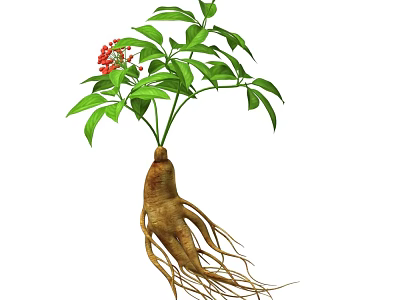 Ginseng Root With Fibrous Roots Green Leaves And Red Flowers 3d model