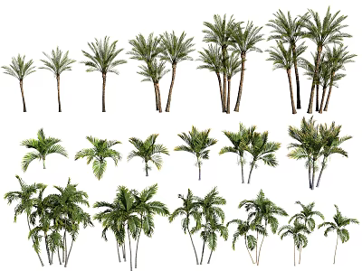 Different Varieties of Tropical Palm Trees in Various Sizes and Shapes 3d model