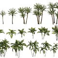 Different Varieties of Tropical Palm Trees in Various Sizes and Shapes