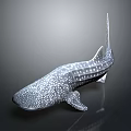 Graceful Giant Whale Shark With White Spots Swimming In Deep Ocean Water