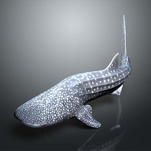 whale cartoon whale mammal marine mammal marine animal fish freshwater fish marine fish 3d model