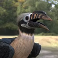 Black Brown And White Hornbill With Large Curved Beak Standing On Grassy Ground
