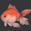 Red and White Goldfish With Golden Scales Yellow Eyes Fins Tail Against Light Gray Background