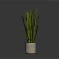 Green and Yellow Striped Leaves Plant in Beige Ceramic Pot on Dark Background
