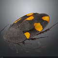 Dark Bodied Beetle With Orange Spots And Long Antennae On Dark Background 3d model