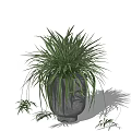 Bonsai Potted Plant With Green Slender Leaves Trailing Branches In Concrete Pot For Indoor Decor