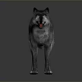 Gray wolf standing in dark gradient background with detailed fur texture and alert posture 3d model