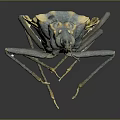 Detailed View of Yellow and Black Insect with Transparent Wings and Long Legs