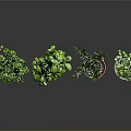 Indoor Green Plants in Colorful Pots for Home Decor and Fresh Atmosphere