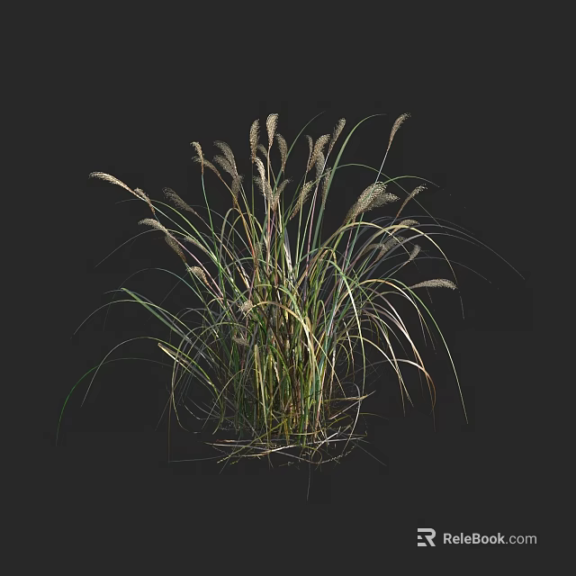 Lush Green Grass Plant With Long Slender Leaves And Spike Like Inflorescences 3d model 