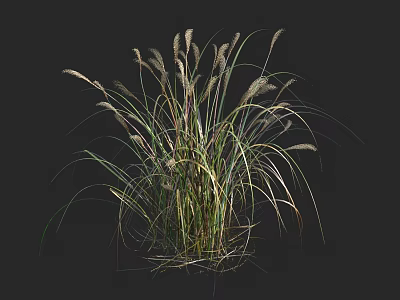 Lush Green Grass Plant With Long Slender Leaves And Spike Like Inflorescences 3d model