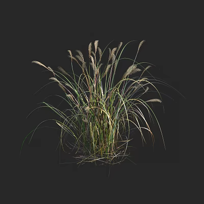 Miscanthus 3d model Miscanthus 3d model