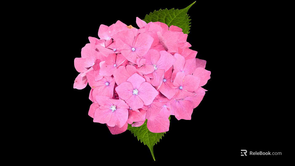 Stunning Pink Hydrangea Blooms With Lush Green Leaves Against Black Background 3d model 