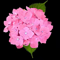 Stunning Pink Hydrangea Blooms With Lush Green Leaves Against Black Background