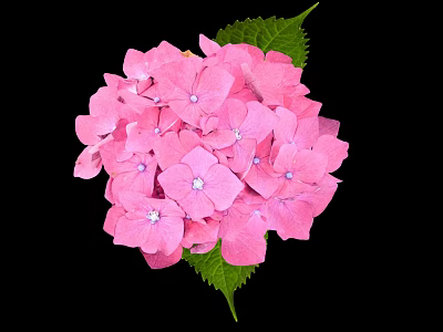 Stunning Pink Hydrangea Blooms With Lush Green Leaves Against Black Background 3d model