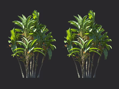 Tropical Trees With Lush Green Leaves And Multiple Trunks In Natural Environment 3d model