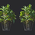 Tropical Trees With Lush Green Leaves And Multiple Trunks In Natural Environment