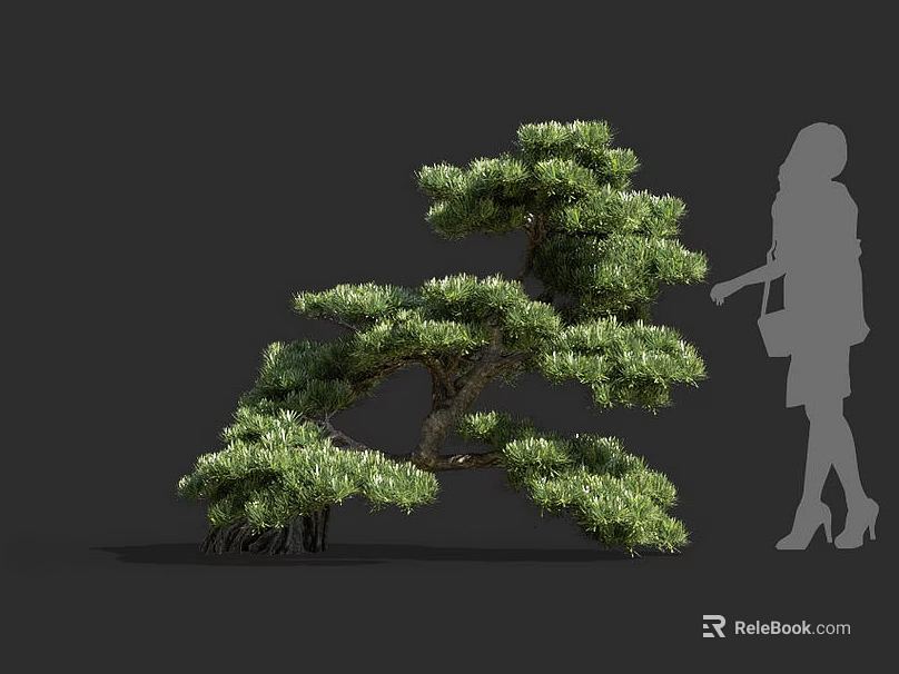 Elegant Ornamental Tree With Lush Foliage And Human Silhouette For Proportion Reference 3d model 