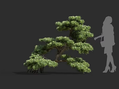 Elegant Ornamental Tree With Lush Foliage And Human Silhouette For Proportion Reference 3d model