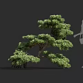 Elegant Ornamental Tree With Lush Foliage And Human Silhouette For Proportion Reference