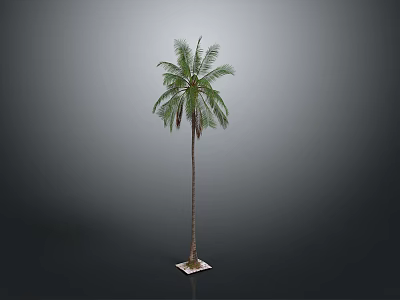 Tall Palm Tree With Green Leaves Standing On Square Base Against Gray Background 3d model