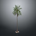 Tall Palm Tree With Green Leaves Standing On Square Base Against Gray Background