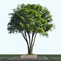 Tall Arbor With Green Leaves Multiple Trunks And Stone Base