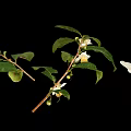 Fresh Green Plant with Lush Leaves White Flowers and Tiny Fruits on Black Background