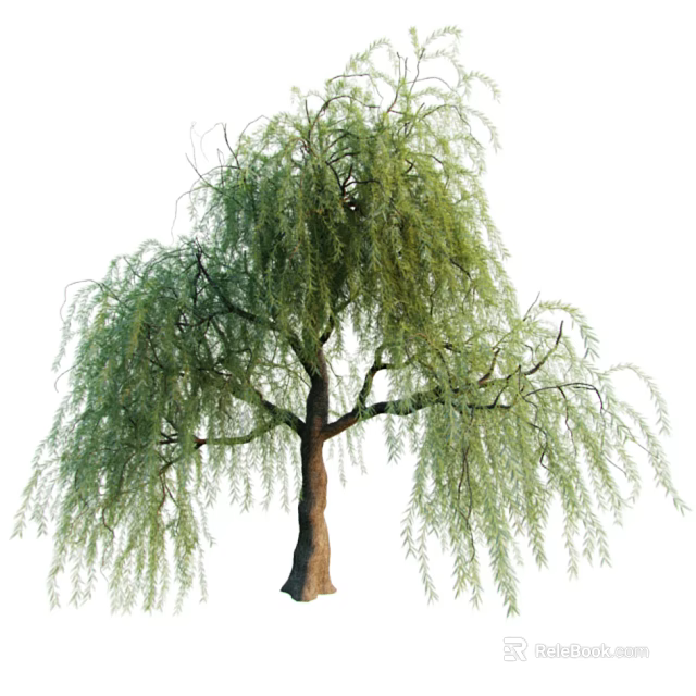 Tall Weeping Willow Tree With Long Drooping Branches And Green Leaves 3d model 
