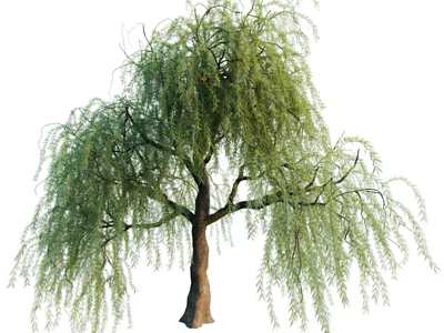 Tall Weeping Willow Tree With Long Drooping Branches And Green Leaves 3d model