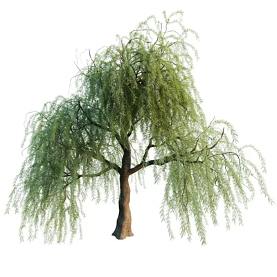 Willow 3d model Willow 3d model