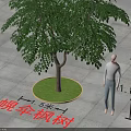 Throat Umbrella Maple Tree 8 Meters Height 5 Meters Crown Diameter Round Green Lawn Gray Pavement