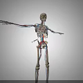 Detailed Human Limb Skeleton Model With Blood Vessels And Bone Structure