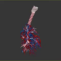 3D Anatomical Model Of Lungs Organ With Trachea And Hair Like Blood Vessels