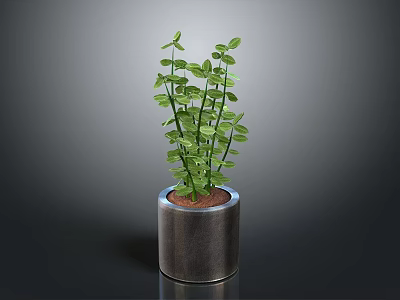 Silver Cylindrical Pot With Green Leafy Plant And Slender Stems On Dark Background 3d model