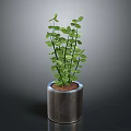 Silver Cylindrical Pot With Green Leafy Plant And Slender Stems On Dark Background