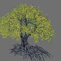 Lush Tree Featuring Green and Yellow Foliage Thick Trunk and Exposed Developed Roots