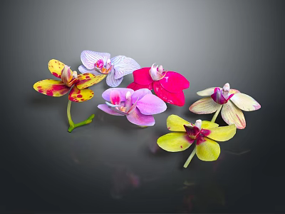 Various Colorful Orchids with Different Shapes on Dark Background Display Beautifully 3d model