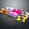 Various Colorful Orchids with Different Shapes on Dark Background Display Beautifully