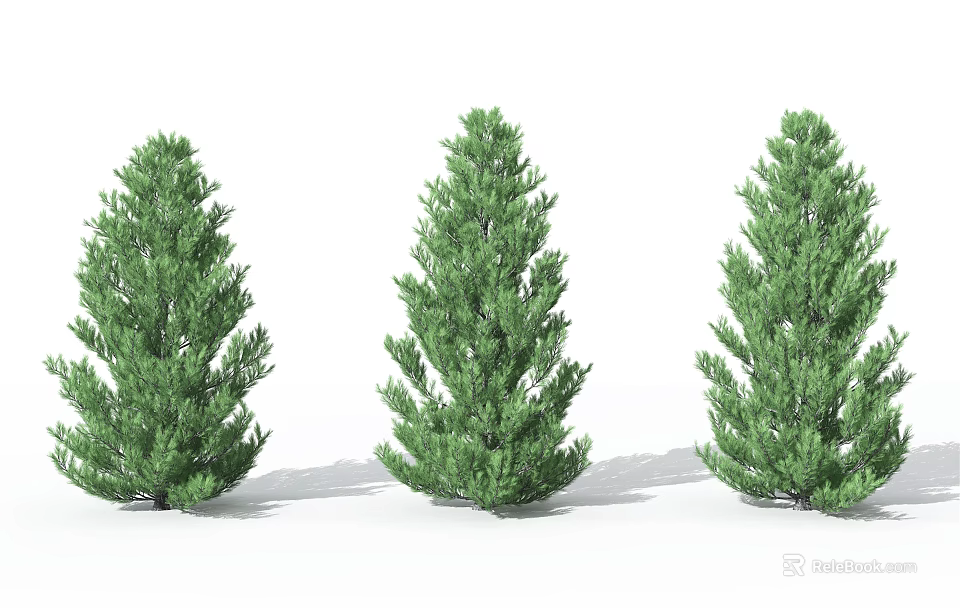 Three Tall Green Evergreen Arbor Trees With Lush Foliage And Straight Trunks 3d model 