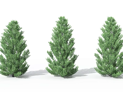 Three Tall Green Evergreen Arbor Trees With Lush Foliage And Straight Trunks 3d model