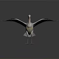 Large Pelican Standing with Spread Wings on Clean White Background