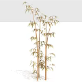 Tall Bamboo Stalks With Lush Green Leaves In Natural Growth Pattern