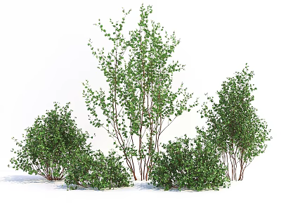 Modern shrub landscape tree 3d model Modern shrub landscape tree 3d model