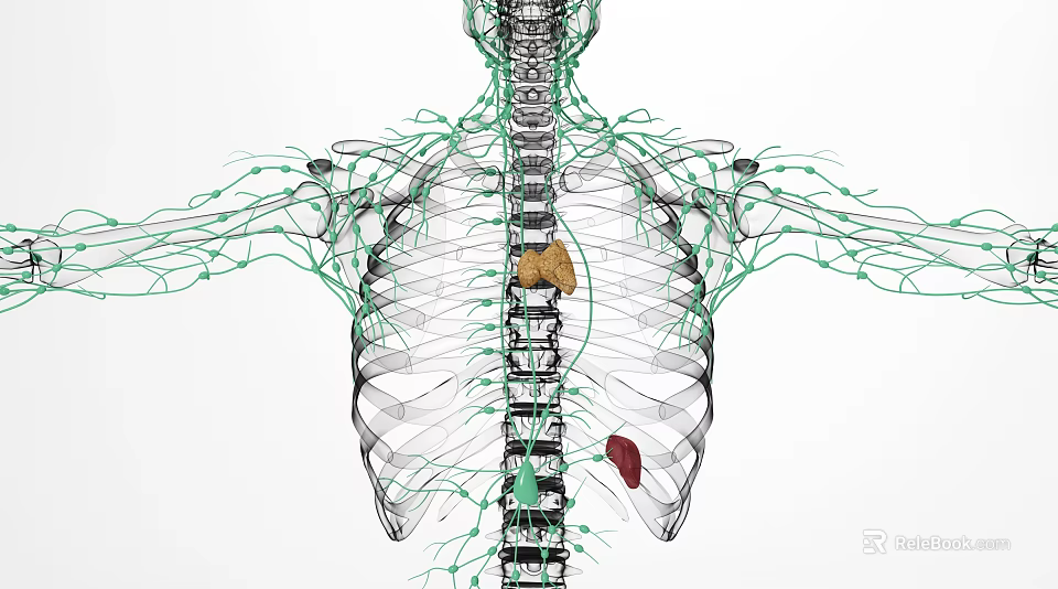 Medical Device for 3D Human Anatomy Visualization of Organs Spine and Nerves 3d model 