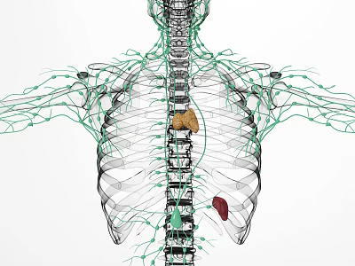 Medical Device for 3D Human Anatomy Visualization of Organs Spine and Nerves 3d model