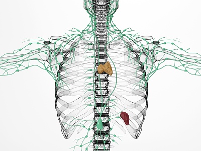 modern human lymphatic spleen model