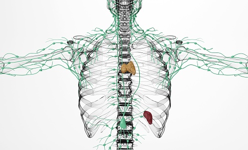 modern human lymphatic spleen 3d model